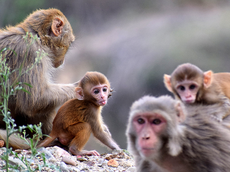 another-act-of-negligence-seven-baby-monkeys-poisoned-at-uc-davis