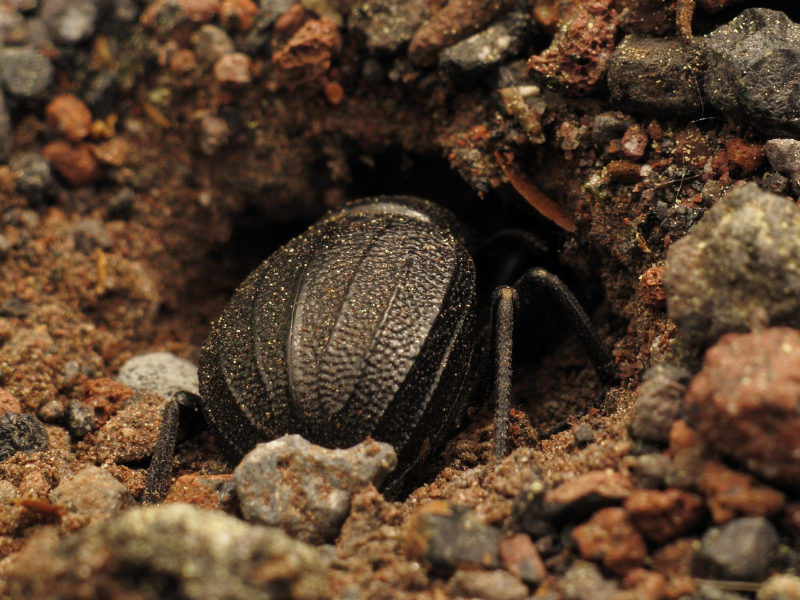 dreaming of cockroaches is a warning