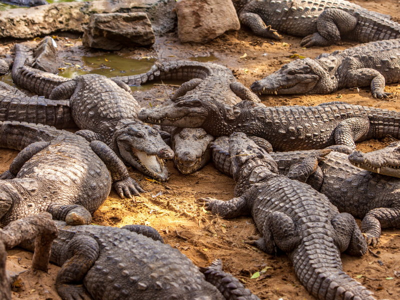 dreaming of crocodiles means that you must protect yourself