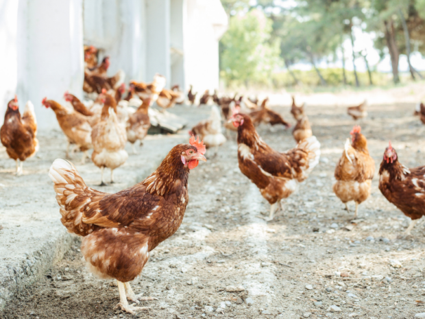 the different meanings of dreaming about chickens